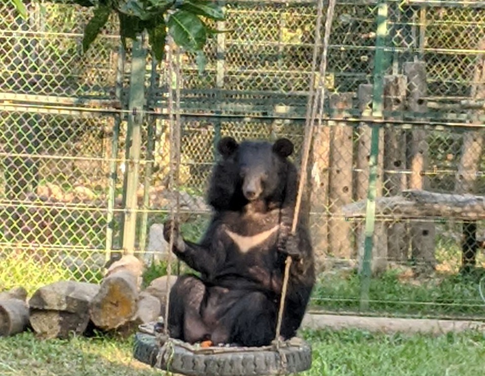 SUGAR ON SWING