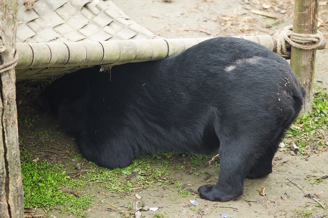 Peter bear foraging