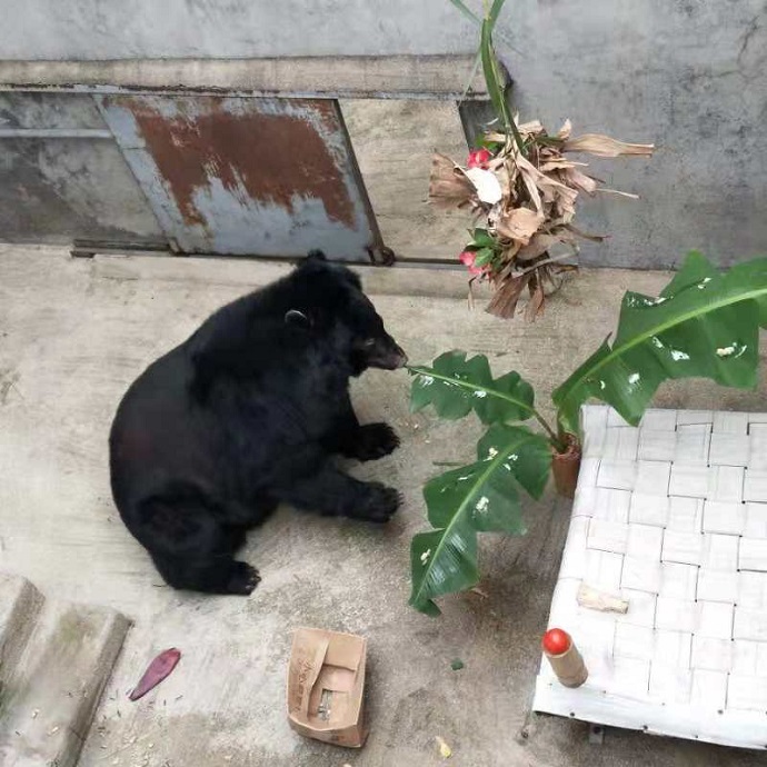 Nanning bear