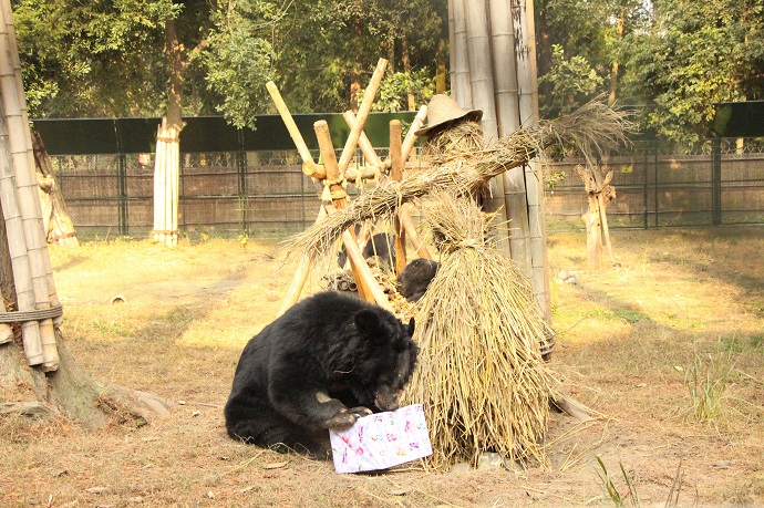 Bear with Xmas treat