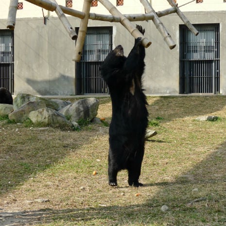 Fritz realises that there are goodies in the bamboo