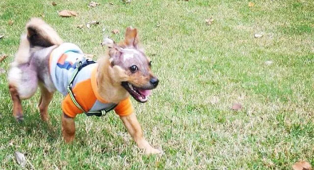 Tuffy playing outside