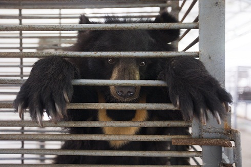 bear in cage