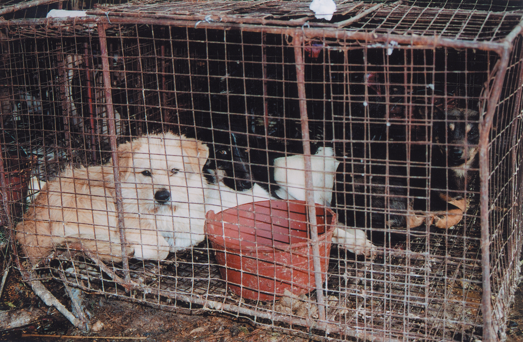 eddie in cage