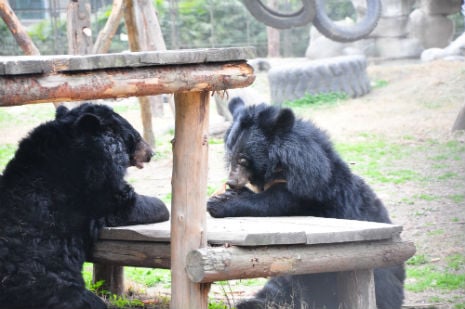 Two bears enjoy a bite to eat at the table