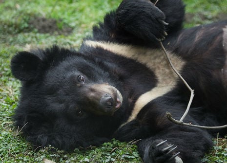 cute bear playing with a twig