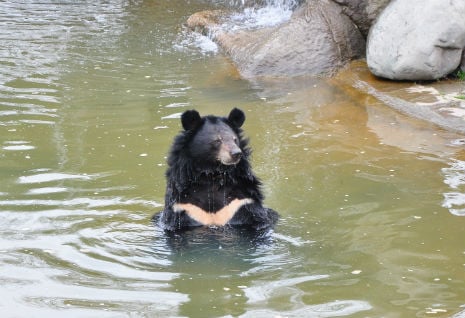 bears love swimming in the sanctury pool