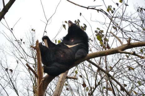 wang cai relaxes up a tree