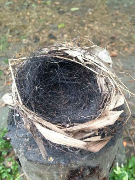 a brid's nest made out browse and bear fur