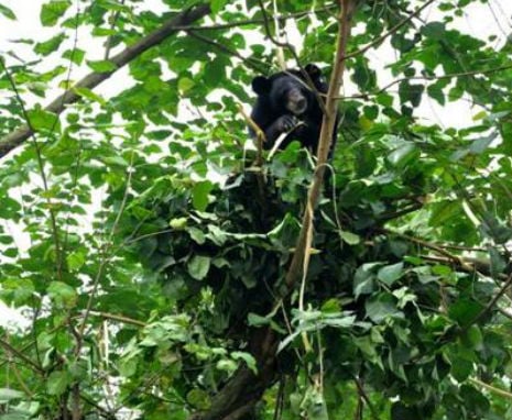 wang chai made his nest up a tree