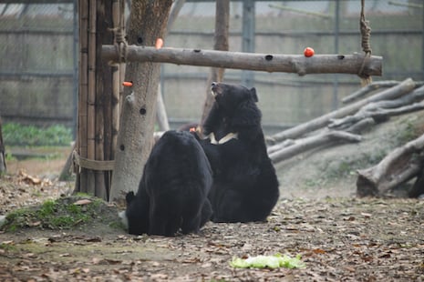 moon bear pals meet for lunch