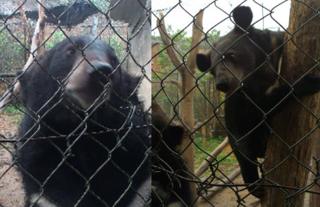 dung and james in xuan lien nature reserve before being rescued by animals asia