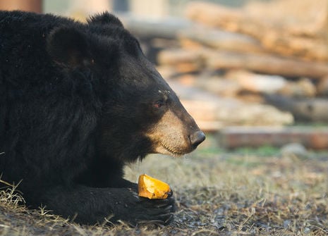 a hungry moon bear feasts on a frozen orange