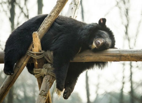 Holly snoozes high above the world