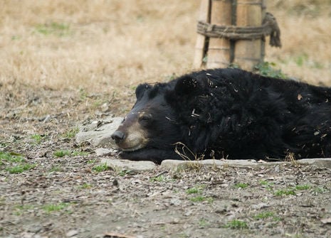 The contented grin of a happy moon bear