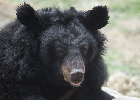 Handsome moon bear challenges the camera