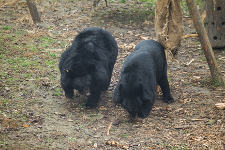 Peter and Shamrock - rehabilitated and together