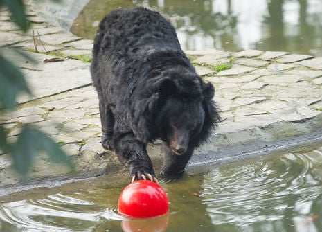 Moon bear playing with a ball in water