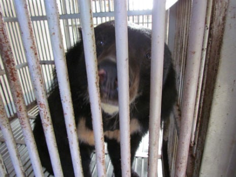 Ti Map in his cage in Phan Thiet city