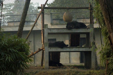 Sleepy bears at Animals Asia's sanctuary