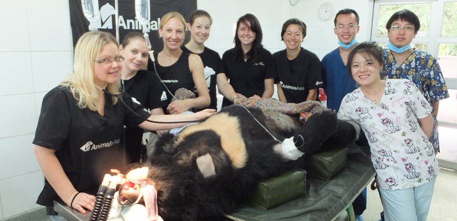 Rescued bears need special dental assistance