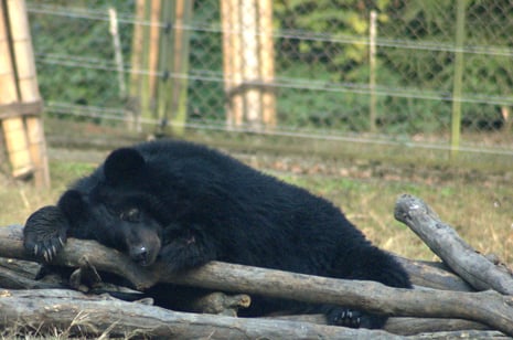 Sleeping bear at Animals Asia's Chengdu Sanctuary