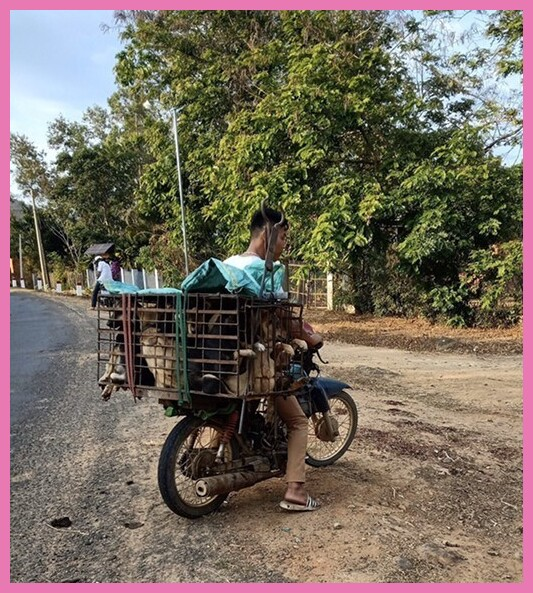 bike transport