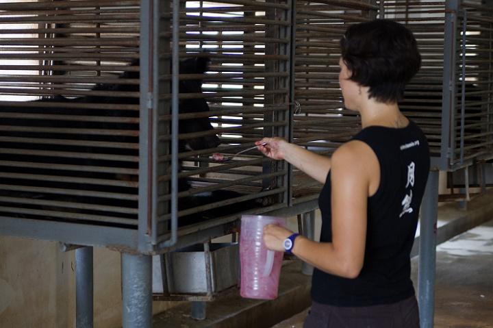 Staff prepare the bears' deworming medication