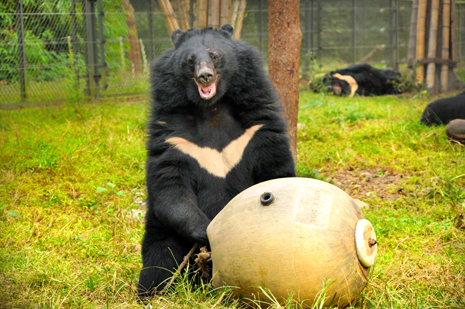 Kevin the moon bear has a ball