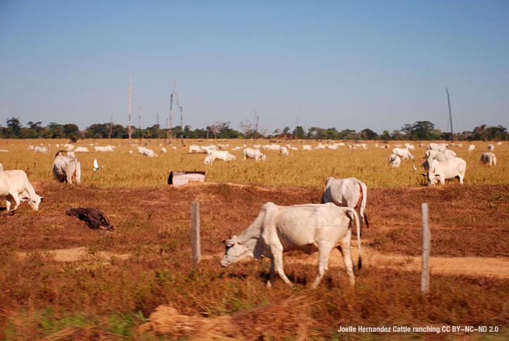 Joelle Hernandez Cattle ranching 