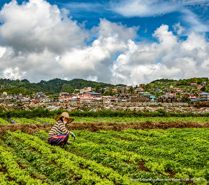 Wayne S. Grazio - Lettuce Farm Worker