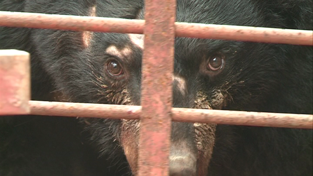 Bear looks out from behind bars