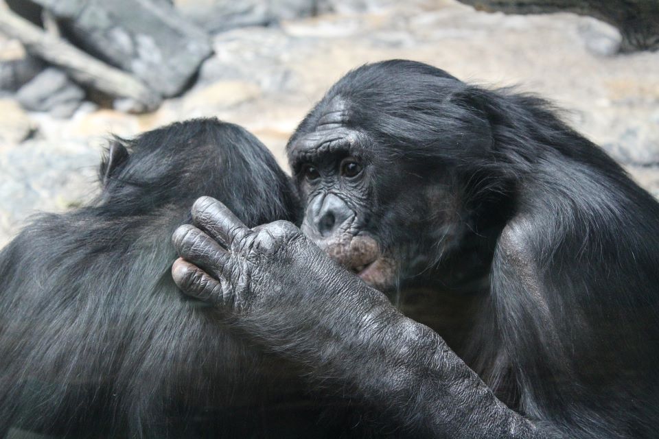 bonobo cooperation