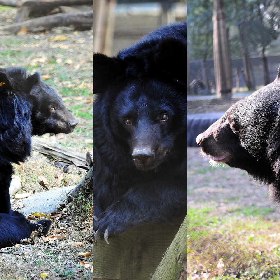 #Moonbearmonday: Tai Tan and Katie’s jealous chases