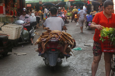 Dog trader on bike