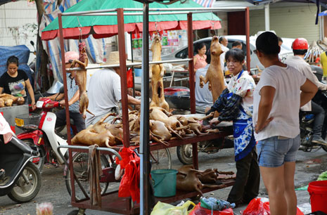 Dog cart