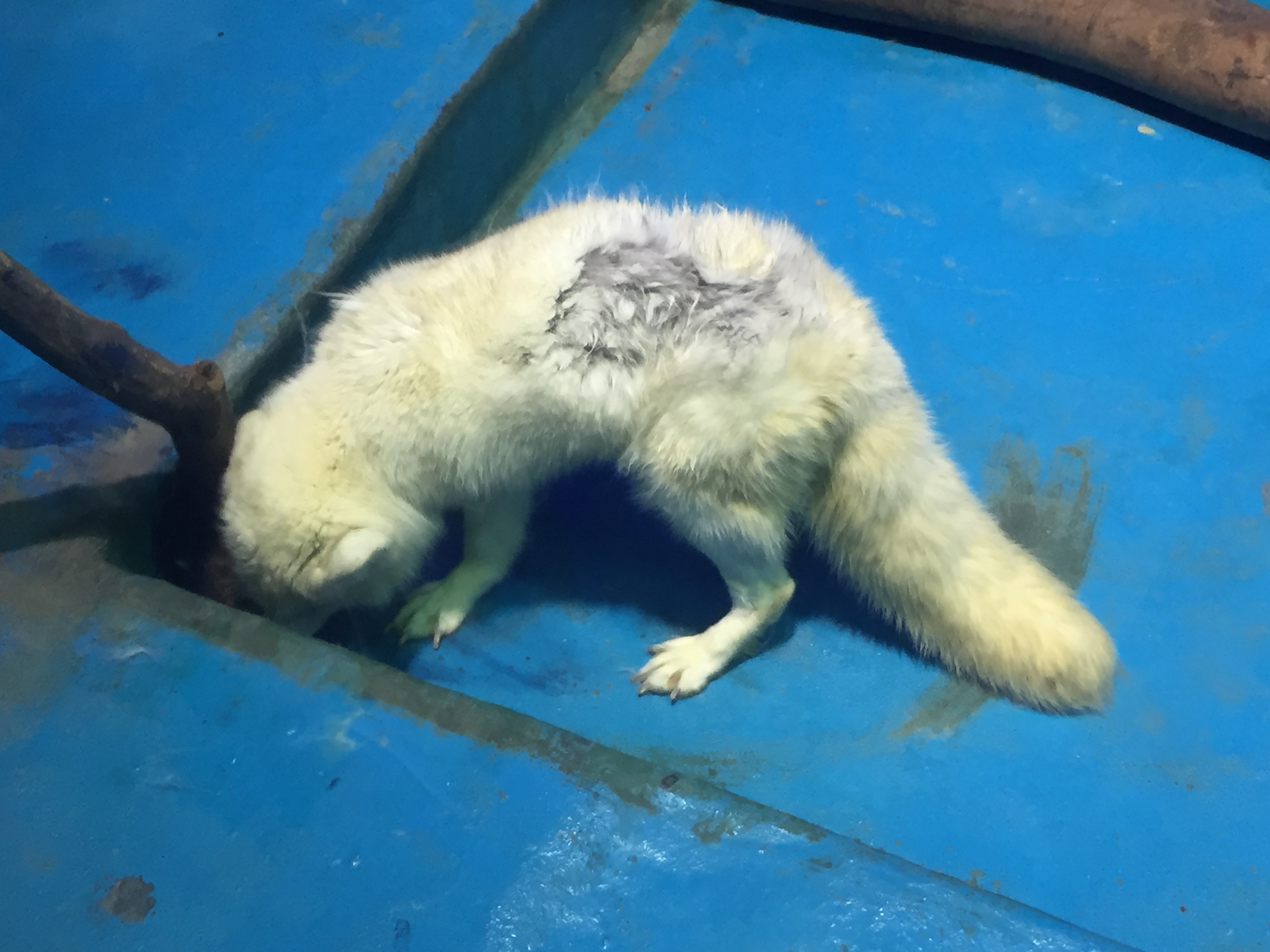 Arctic wolf at the Grandview