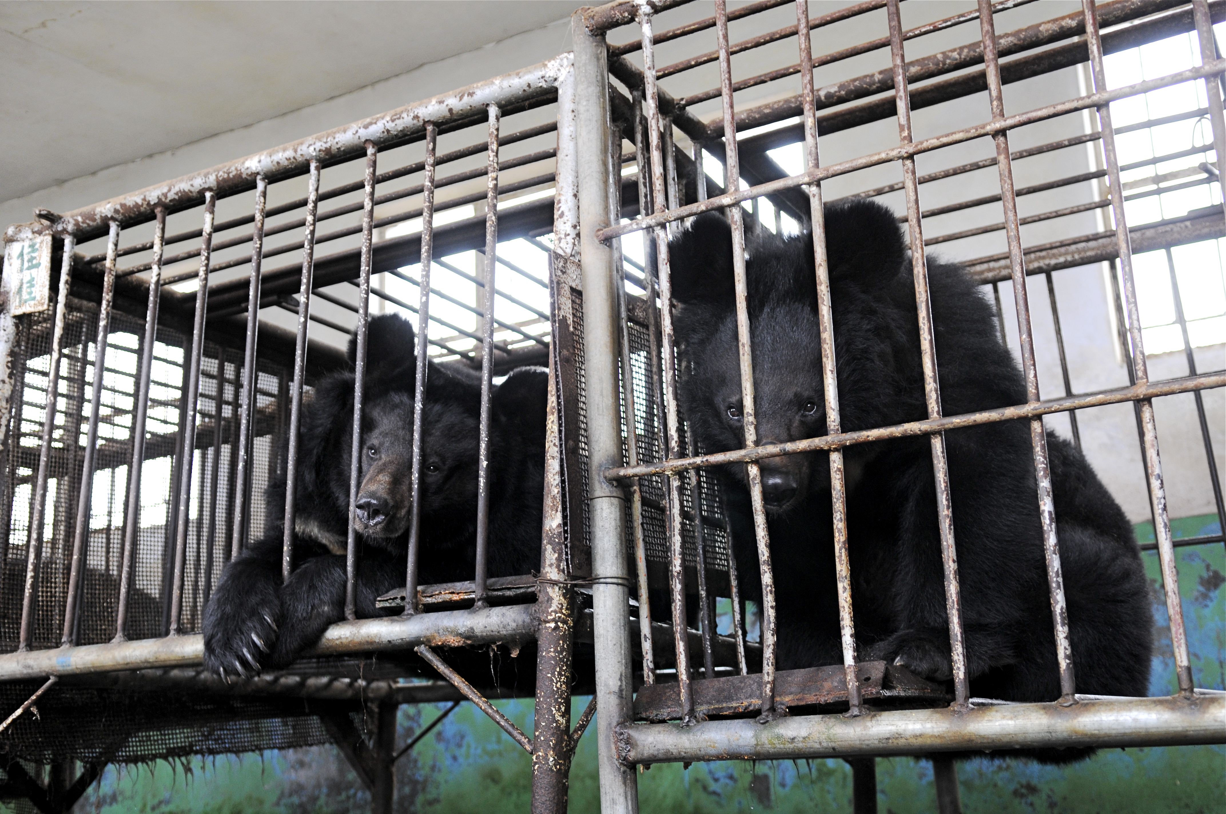 Caged bears in China