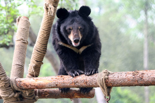 Bear Sanctuaries