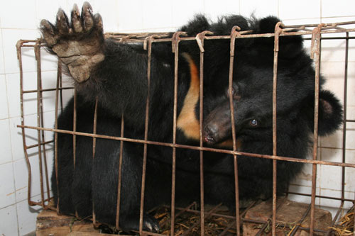 Bear Bile Farming